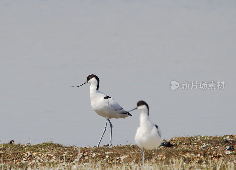 鳄梨(Recuvirostra avosetta)求偶展示